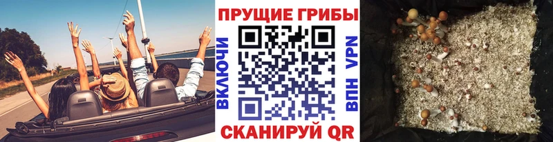 Псилоцибиновые грибы мицелий  купить   Дорогобуж 